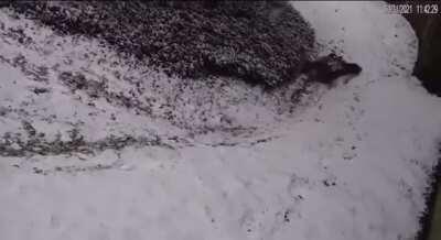 Pandas at the National Zoo in DC enjoying the snow