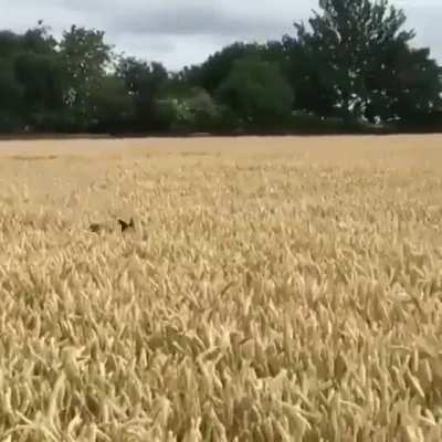 Pretty sure this pupper is part deer