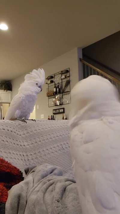 A Relaxing Monday at home