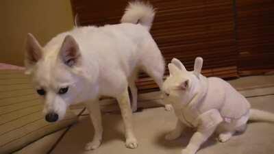 小猫打扮成兔兔的样子，狗都不跟她玩