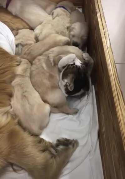 Awake in the puppy pit meow
