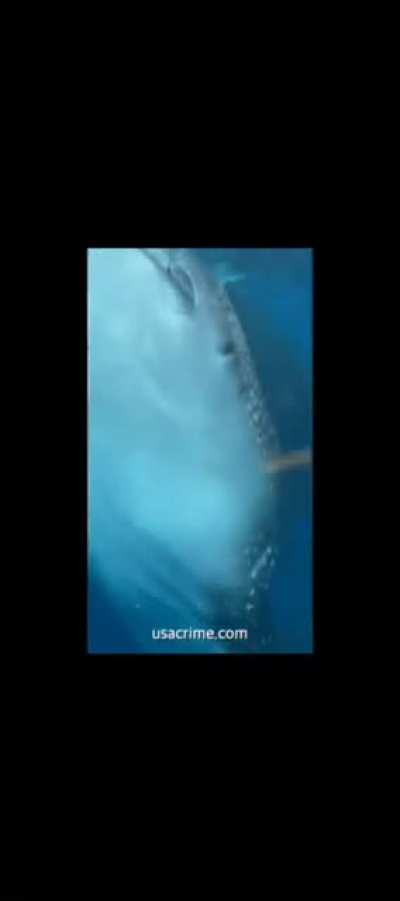 Man on boat nearly swallowed by whale shark in the Philippines
