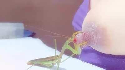 Preying mantis feasting on a woman's nipple [NSFW]