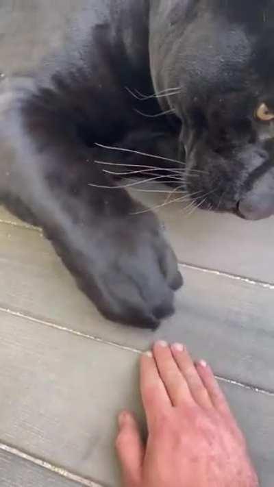 This panther playing the hand stacking game.