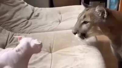 still hate you @bingus