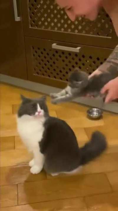 Using your kitten to pet your cat.