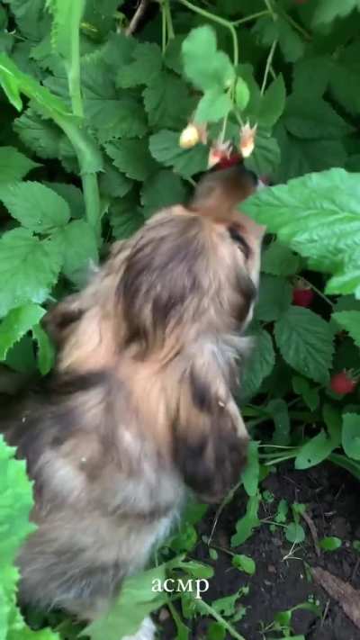 Bichinho comendo frutinha