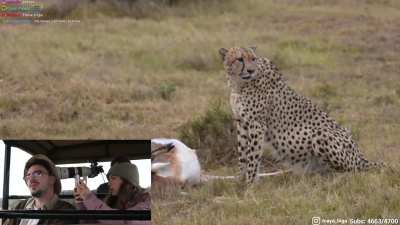 Adept and Maya watching Cheeto the cheetah