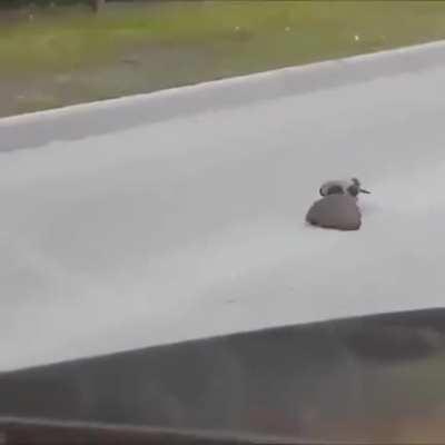 Ворона, ты супер!