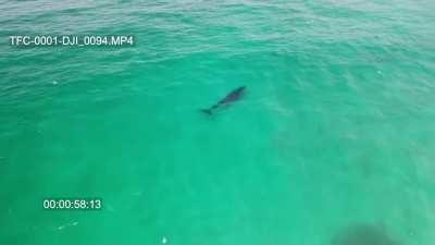 🔥 I'll see your surfing dolphins and raise you a whale.