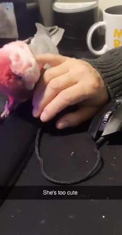 No mouse for you human. I demand head scratches! - Ruby.