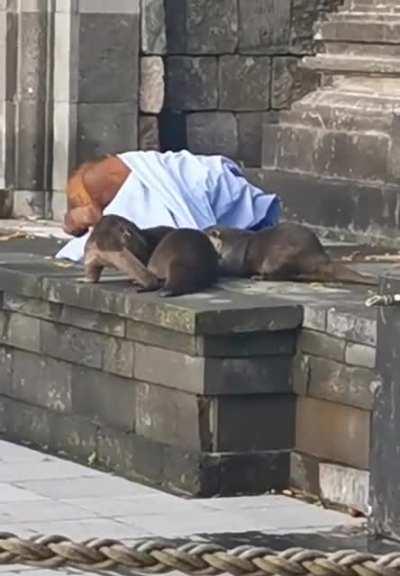 RaTs StEaL a HoMeLeSS MaNs BLAnKeT