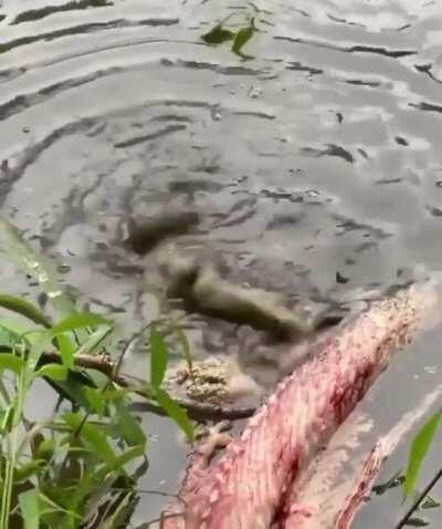 🔥 Baby gator testing out a deathroll