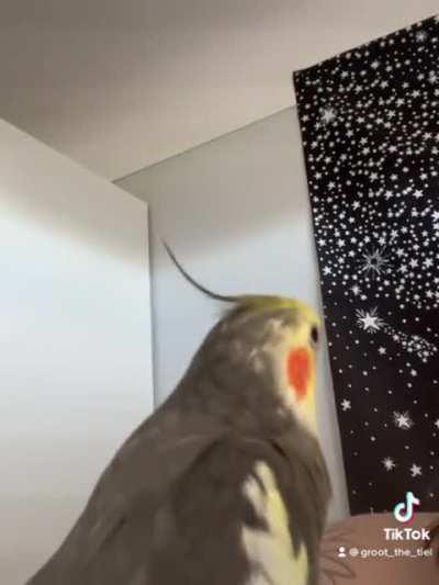 Here’s Groot with some Cookie Song