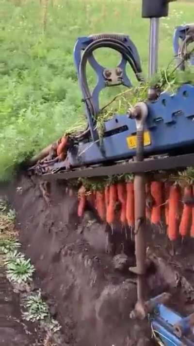 How carrots are harvested