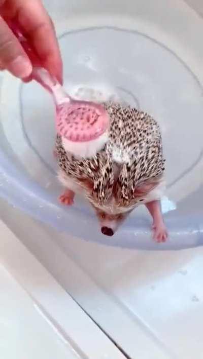 Hedgehog taking a bath
