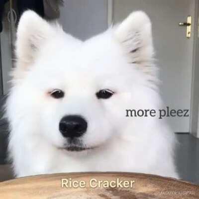 Pupper judges tasty treats