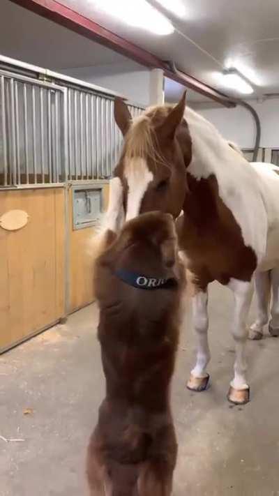 Dog cuddling a horse