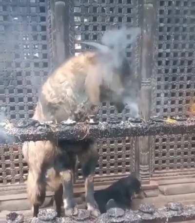 What the fuck is happening