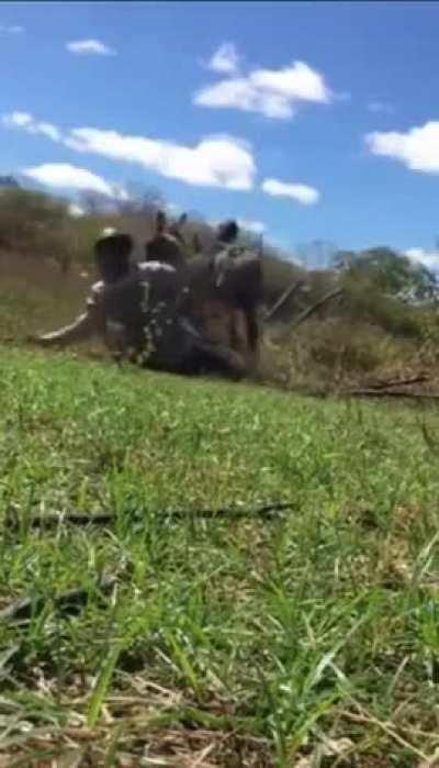 Tudo por causa de um jumento