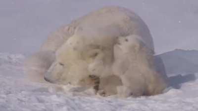 Beautiful Video of Cubs and Mama!