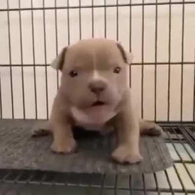 Щенок требует