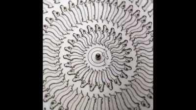 This record with animated sausage doggos when you spin it (only works when filmed: zoetrope)