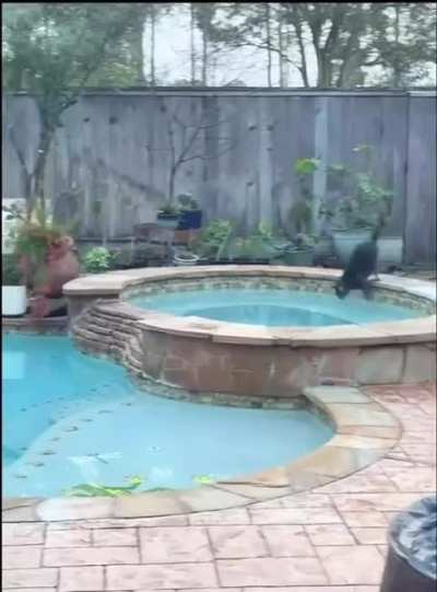 Confident cat