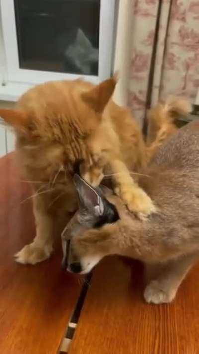 smalli floppa vs ed sheeran