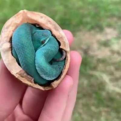 Unveiling this baby pit viper