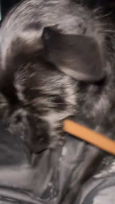 What is my dog doing?