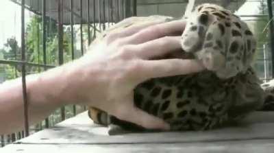 Pet the damn... leopard?