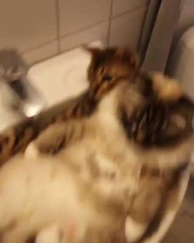 No one can interrupt our cuddle time, not even you, hooman