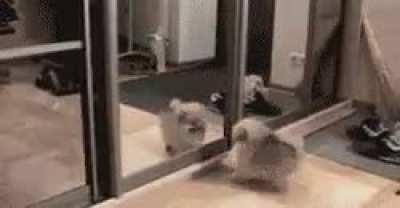 Melee-only players when playing Payout S&D for the first time be like: