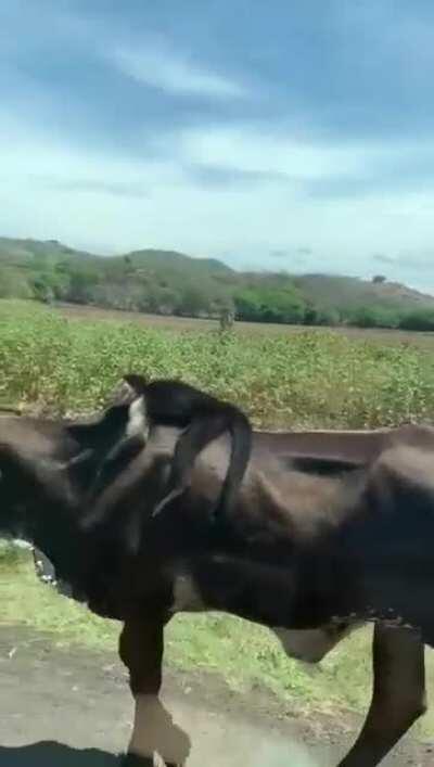 Este cariblanco agarrando un uber 😂👌 Crédito del video: Mauricio Núñez x Facebook