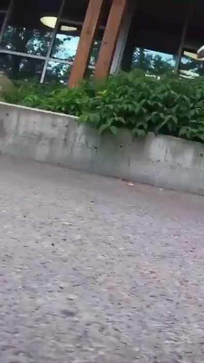 Baby Flamingos headed downtown looking for last minute shopping deals