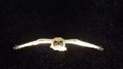 An owl glides through a field of neutrally buoyant soap bubbles, revealing wingtip and tail vortices.