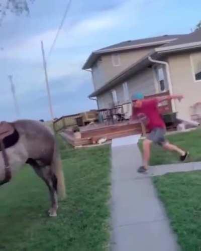 WCGW when you try to sit on horse.