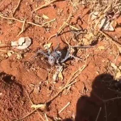 🔥 This armoured bush cricket