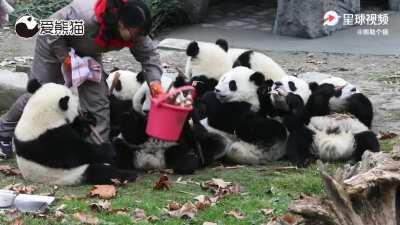 A panda a day keeps the sorrow away