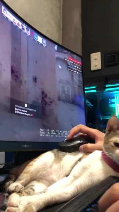 The catpad video isn’t fake. Here’s the whole 5 minutes of where I got the snippet. Some of you might enjoy it. Cheers