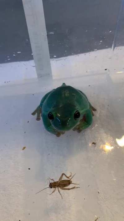 when your frog already lives in 3020