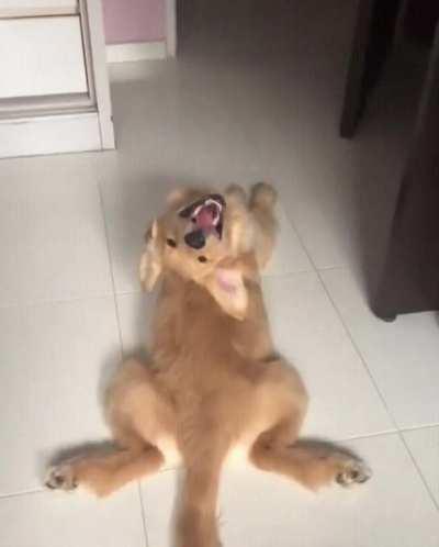 The puppy has a jammed turning mechanism of the head