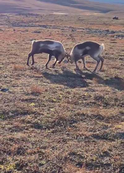 🔥 2 bull reindeer fighting it out during the rut