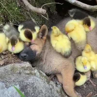 Puppy finds a new pack.