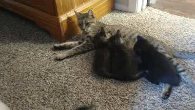 When it's dinner time but not all the kids come to the dinner table. We've all had that parent yelling at us to stop playing and to come eat or been the parent and can relate to mommas feels right now.