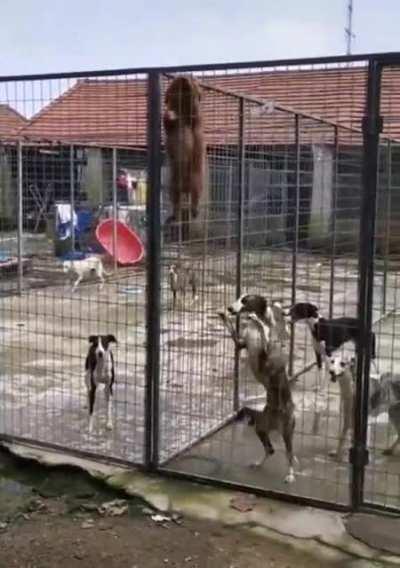 to fence the dogs