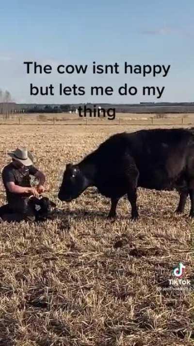 Momma cow watches as a rancher puts ear tags and gives a shot to her baby calf