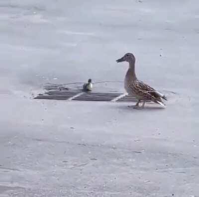 None escape the grate