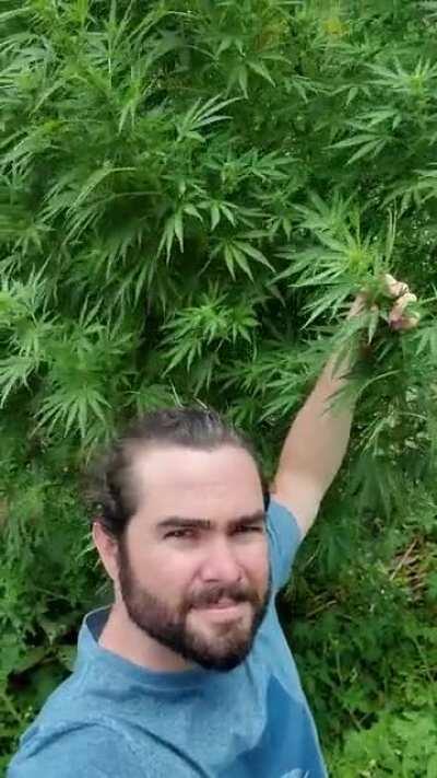 Unknown strain.. I'm 6ft .. she is more than 2 of me!